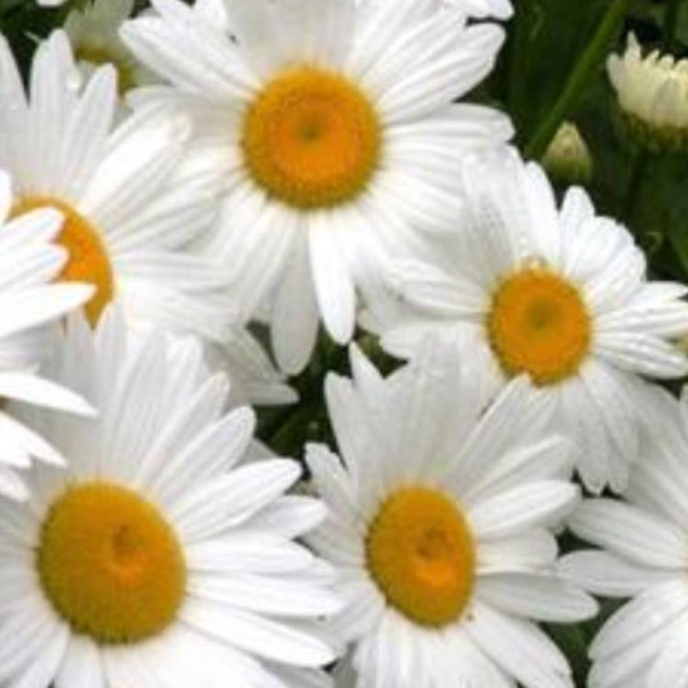 Meet your Posher, Do